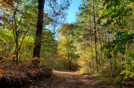 Trails in the Ozarks near Ozark Ridge Campground